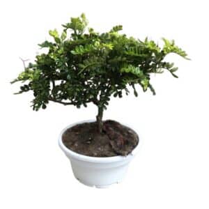 Zanthoxylum Beecheyanum in Rumba Bowl 20cm