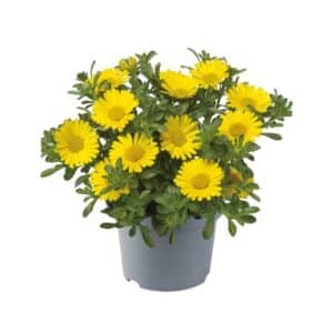 Asteriscus Marittima in Pot 18cm Lt3.3