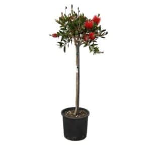 Callistemon Tree (Bottle Brush) in Pot 22cm