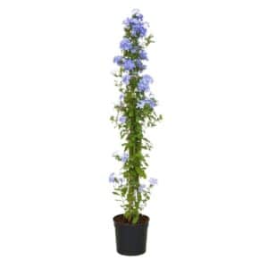 Plumbago H170cm