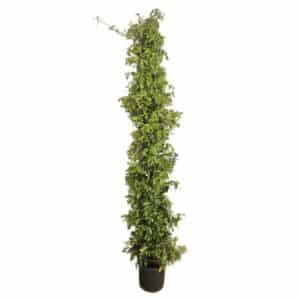 Rincospermum (Star Jasmine) in Pot 22cm H180cm