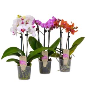 Phalaenopsis Mini in Pot 9cm