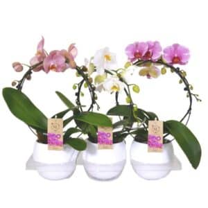 Phalaenopsis 2 Stem Rounded in Ceramic Pot 12cm