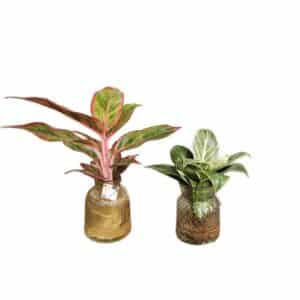 Aglaonema in Hydrophonic Vase 14cm
