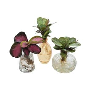 Mini Hydrophonic Plant in Vase 7cm