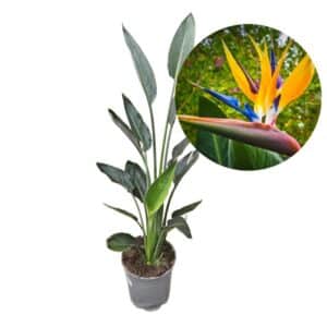 Strelitzia Mandela's Gold in Pot 19cm