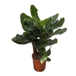 Musa Dwarf in Pot 24cm