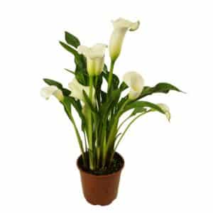 White Calla In Pot 19cm
