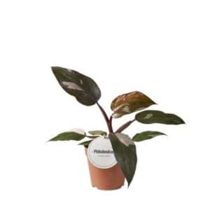 Philodendron Burgundy Princess in Pot 12cm