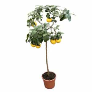 Pompelmo Giallo Alberello in Pot 24cm