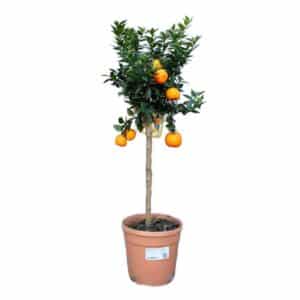 Chinotto Alberello in Pot 24cm