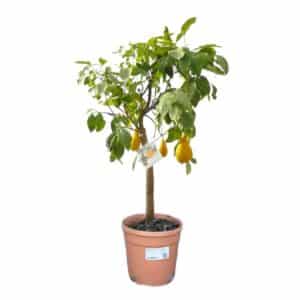 Limone Pera Del Commendatore in Pot 24cm