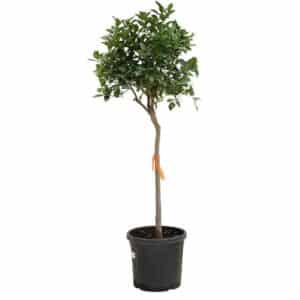 Limetta Pursha Alberello in Pot 24cm