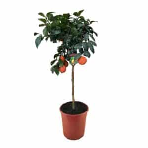 Limone Rosso Alberello in Pot 24cm