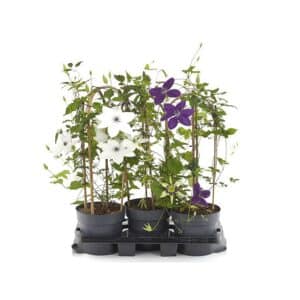 Clematis in Pot 17cm