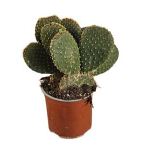 Opuntia Microdasys F. Giallo in Pot 15cm