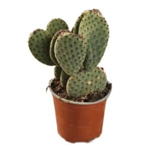 Opuntia Microdasys F. Rosso in Pot 15cm