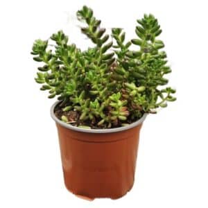 Sedum Rubrotinctum in Pot 15cm