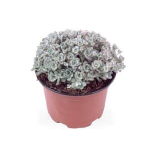 Sedum Spathulifolium 'Cape Blanco' in Pot 15cm