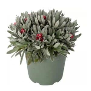 Helichrysum Red Jewel in Pot 17cm