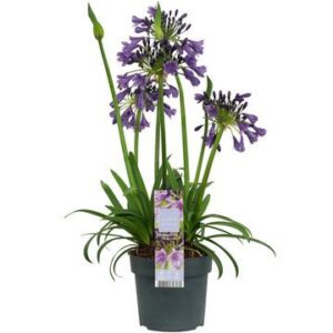 Agapanthus Poppin Purple (R) in Pot 22cm (Clt. 5)
