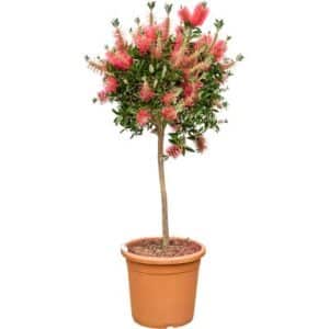 Callistemon Splendens Lv.14 (32cm) Mezzo Fusto
