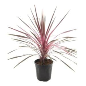 Cordyline Pacific Sunrise (R) in Pot 28cm (Lv.9)
