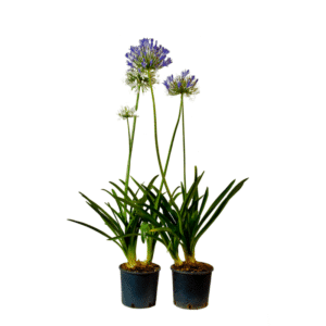 Agapnthus in Pot 17cm