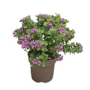 Polygala Myrtifolia Shrub in Pot 17cm
