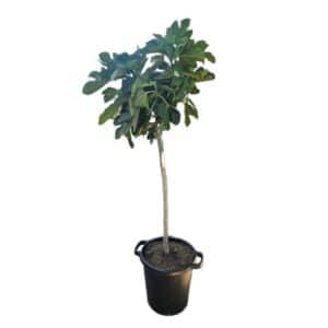 Ficus Carica Alberello in Pot 35cm H170cm