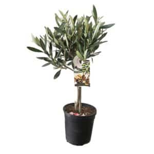 Olivo Alberello in Pot 14cm H55-60cm