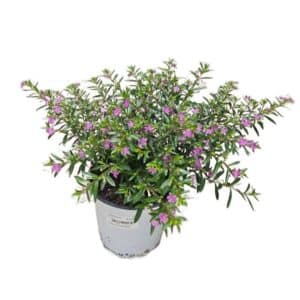 Cuphea in Pot 14cm Purple