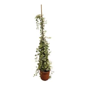 Ivy (Hedera araliaceae) in Pot 24cm H120cm