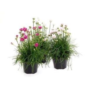 Armeria Marittima (Plumbiginaceae) in Pot 15cm