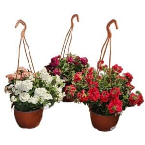 Verbena in Basket 20cm