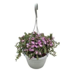 Drosanthemum Hispidum in Basket 19cm