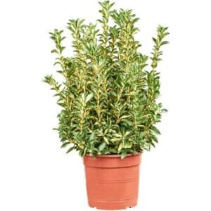 Euonymus Luna Gold in Pot 24cm