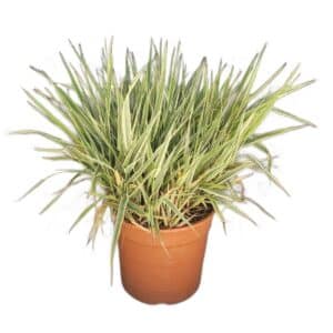 Phalarys Arundinacea in Pot 24cm