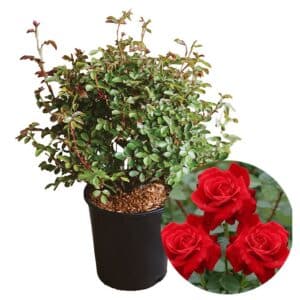 Rosa L. Michele Cantatore (R) in Pot 24cm