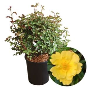 Rosa Sevillana Gialla in Pot 24cm