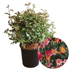 Rosa Happy Chappy (Interhappy) in Pot 24cm