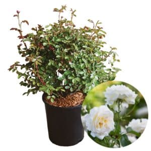 Rosa Iceberg (White Floribunda Rose) in Pot 24cm