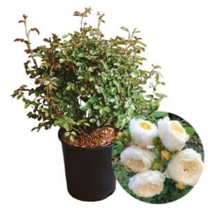 Rosa Inglese (English Rose) in Pot 24cm