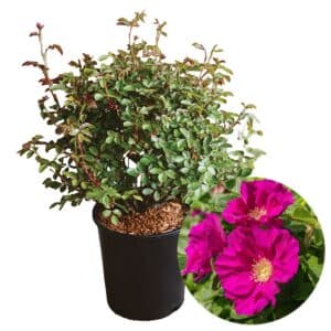 Rosa Rugosa (Beach Rose) in Pot 24cm
