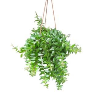 Aeschynanthus Lobbianus Mini in Basket 17cm