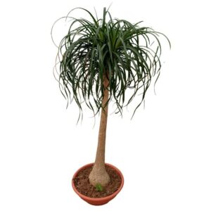 Beucarnea in Ciotola 50cm H150cm
