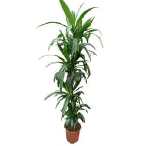 Dracaena Janet Craigh H120-90-60-30cm