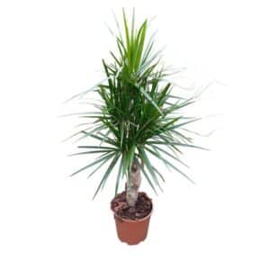 Dracaena Marginata in Pot 26 H90cm