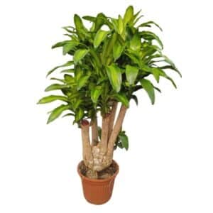 Dracaena Massaneana H120 in Pot 40cm