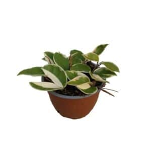 Hoya Crimson Queen in Bowl 14cm